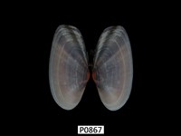 藏品(長形紫雲蛤)的圖片